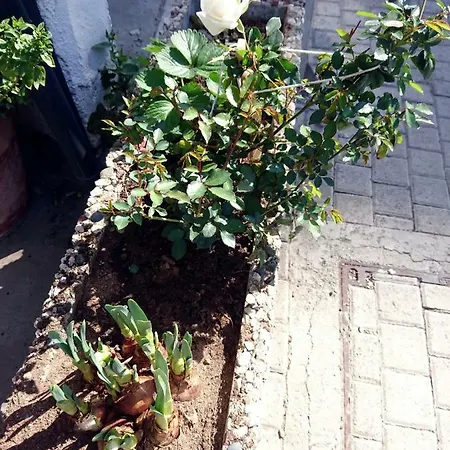 Ankhubuntu Appartamento *